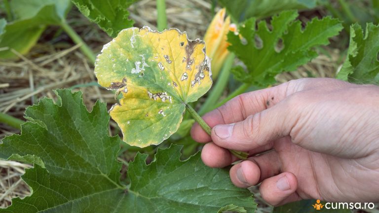 De ce se ingalbenesc frunzele la dovlecei. Cum sa ai grija de plante si care pot fi cauzele
