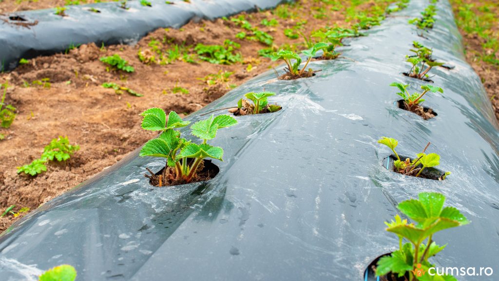 Distanta plantare capsuni pe folie. Cum sa pregatesti terenul si care sunt recomandarile
