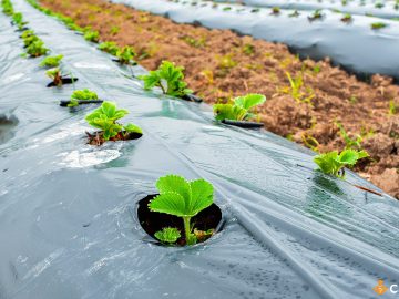 Distanta plantare capsuni pe folie. Cum sa pregatesti terenul si care sunt recomandarile