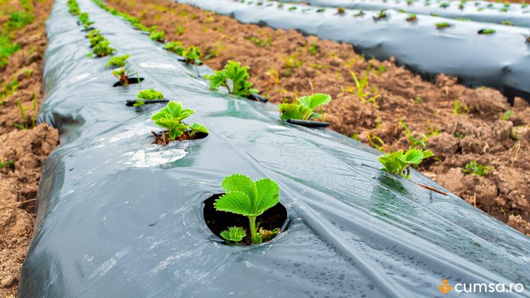 Distanta plantare capsuni pe folie. Cum sa pregatesti terenul si care sunt recomandarile