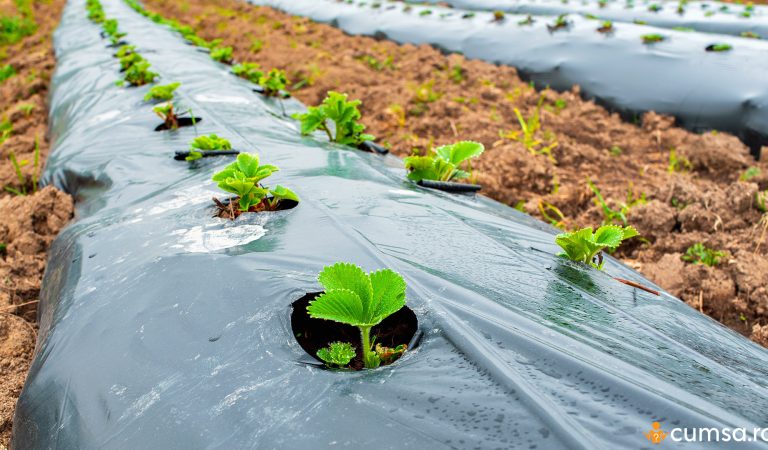 Distanta plantare capsuni pe folie. Cum sa pregatesti terenul si care sunt recomandarile