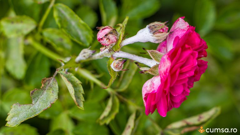 Fainarea trandafirilor tratament cu bicarbonat de sodiu. Cum sa ai grija de florile tale