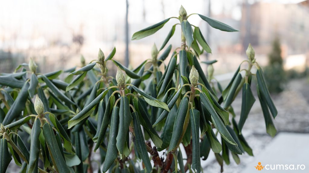 Rododendron afectat de ger