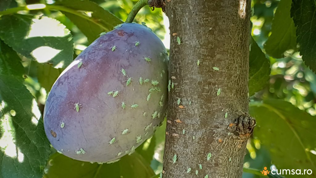 Afide prezente pe prune