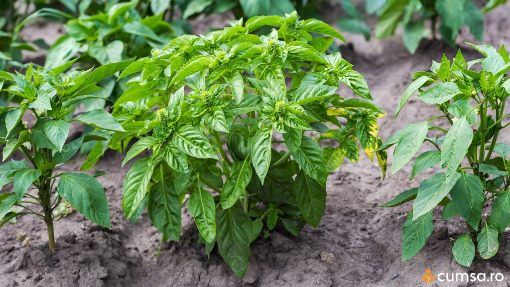 Busuioc plantat printre ardei