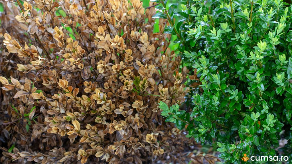Buxus uscat