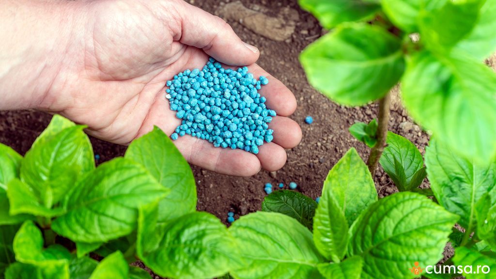 Cand se fertilizeaza hortensia