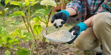 Cand se fertilizeaza hortensia si cum sa aplici ingrasamantul corect