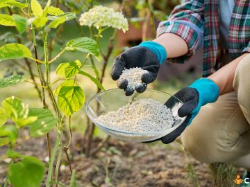 Cand se fertilizeaza hortensia si cum sa aplici ingrasamantul corect