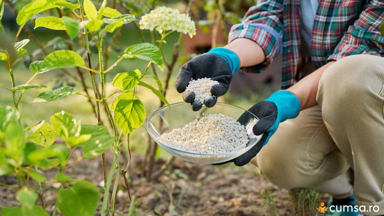 Cand se fertilizeaza hortensia si cum sa aplici ingrasamantul corect