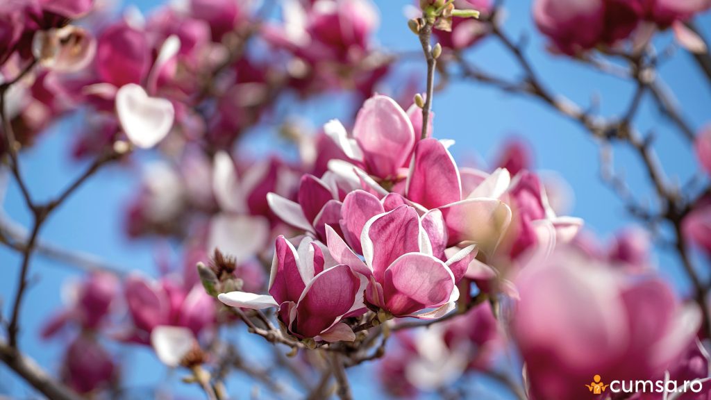 Cand se poate muta magnolia