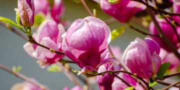 Cand se poate muta magnolia si cum sa procedezi pentru ca aceasta sa se prinda