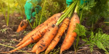 Ce legume nu trebuie sa plantezi langa morcovi. Cum sa le cultivi corect si de ce nu trebuie asociate