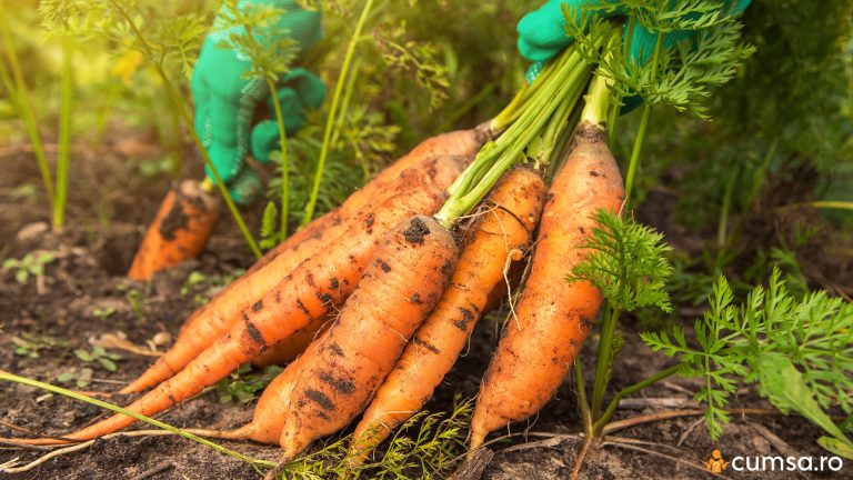 Ce legume nu trebuie sa plantezi langa morcovi. Cum sa le cultivi corect si de ce nu trebuie asociate