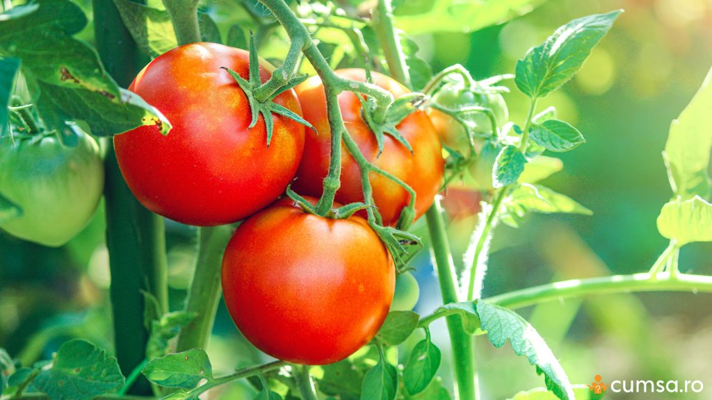 Ce sa nu plantezi langa rosii