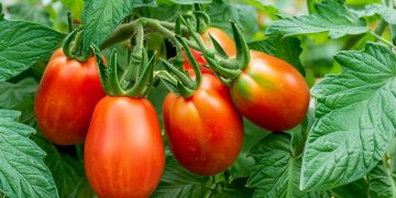 Ce sa nu plantezi langa rosii. Cum sa le cultivi in mod inteligent