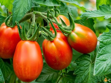 Ce sa nu plantezi langa rosii. Cum sa le cultivi in mod inteligent