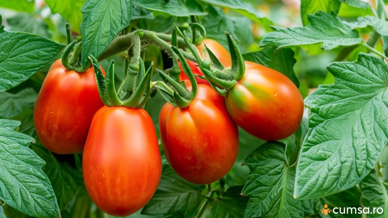 Ce sa nu plantezi langa rosii. Cum sa le cultivi in mod inteligent