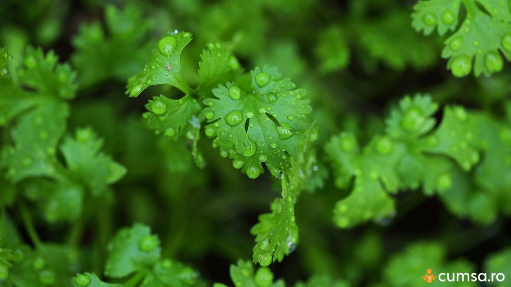 Cum sa cultivi coriandru