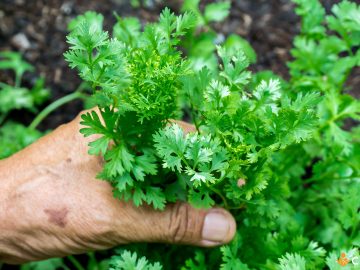 Cum sa cultivi coriandru si care sunt pasii pe care sa ii urmezi