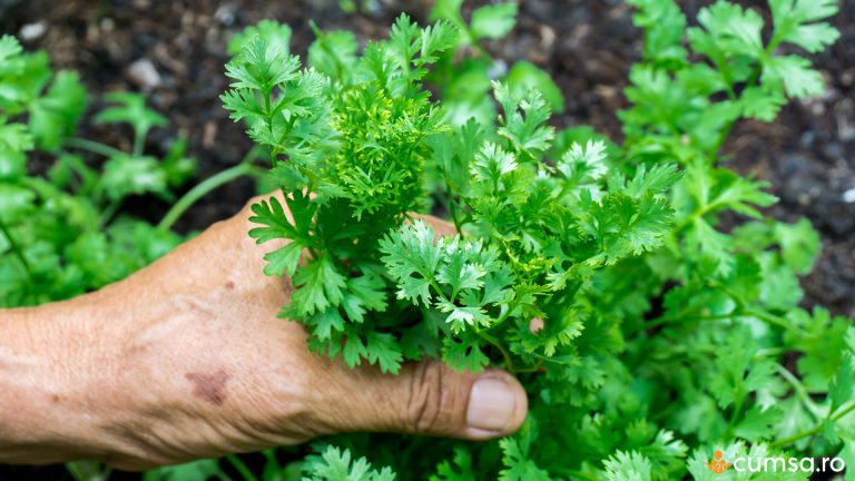 Cum sa cultivi coriandru si care sunt pasii pe care sa ii urmezi