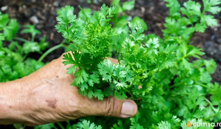 Cum sa cultivi coriandru si care sunt pasii pe care sa ii urmezi