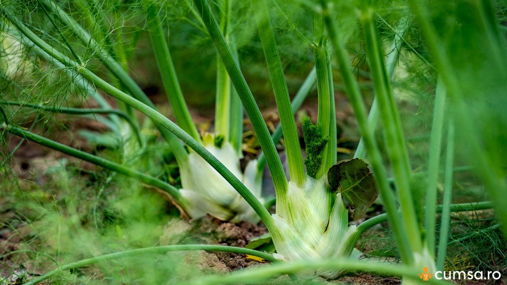 Cum sa cultivi fenicul