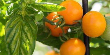 Cum sa cultivi plante aromatice langa rosii si pe care este indicat sa le alegi