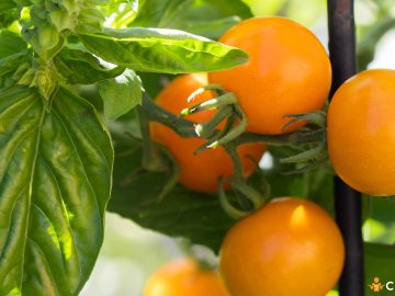 Cum sa cultivi plante aromatice langa rosii si pe care este indicat sa le alegi