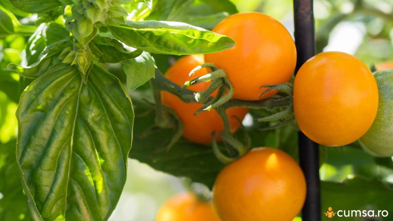 Cum sa cultivi plante aromatice langa rosii si pe care este indicat sa le alegi