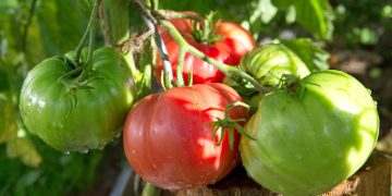 Cum sa cultivi rosii Beefsteak si de ce sunt atat de speciale