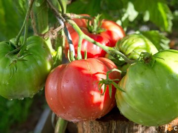 Cum sa cultivi rosii Beefsteak si de ce sunt atat de speciale