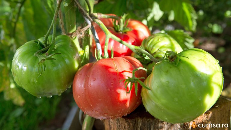 Cum sa cultivi rosii Beefsteak si de ce sunt atat de speciale