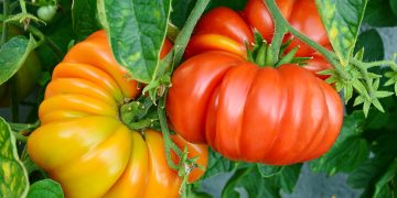 Cum sa cultivi rosii Brandywine si ce particularitati are acest soi