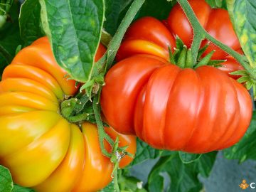 Cum sa cultivi rosii Brandywine si ce particularitati are acest soi