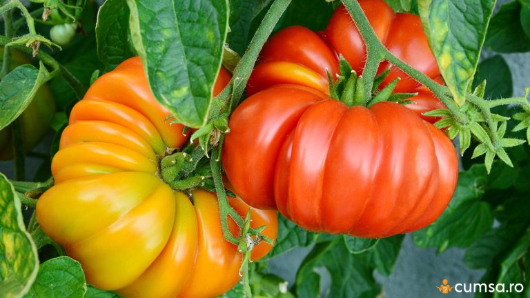 Cum sa cultivi rosii Brandywine si ce particularitati are acest soi