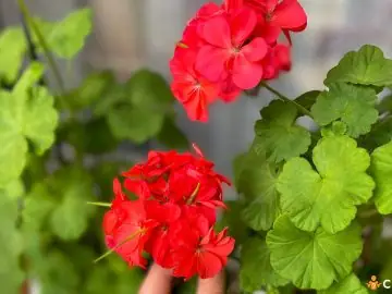 Cum sa faci fertilizarea muscatelor si cand se administreaza ingrasamantul