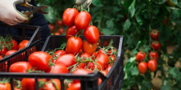 Cum sa maresti productia de rosii si ce sfaturi ne dau expertii