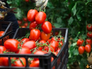 Cum sa maresti productia de rosii si ce sfaturi ne dau expertii