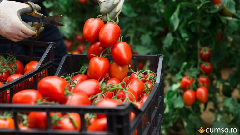 Cum sa maresti productia de rosii si ce sfaturi ne dau expertii