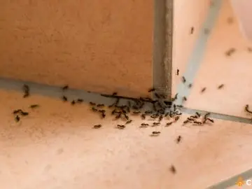 De ce apar furnicile in casa. Cum sa le tii la distanta de locuinta ta