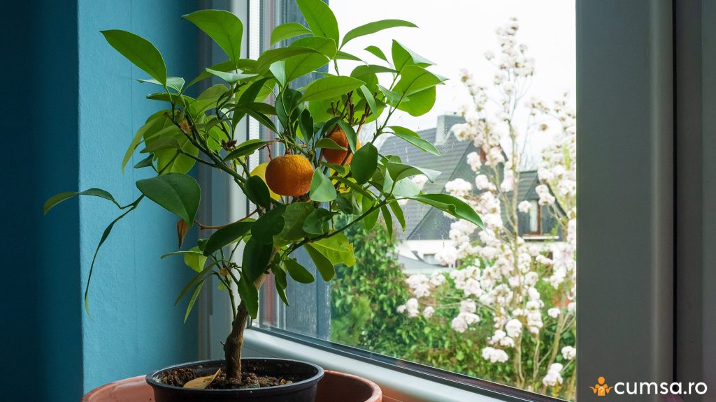 De ce cad frunzele la mandarin