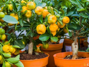 De ce cad frunzele la mandarin. Cum sa identifici cauza si ce poti face pentru a il ingriji