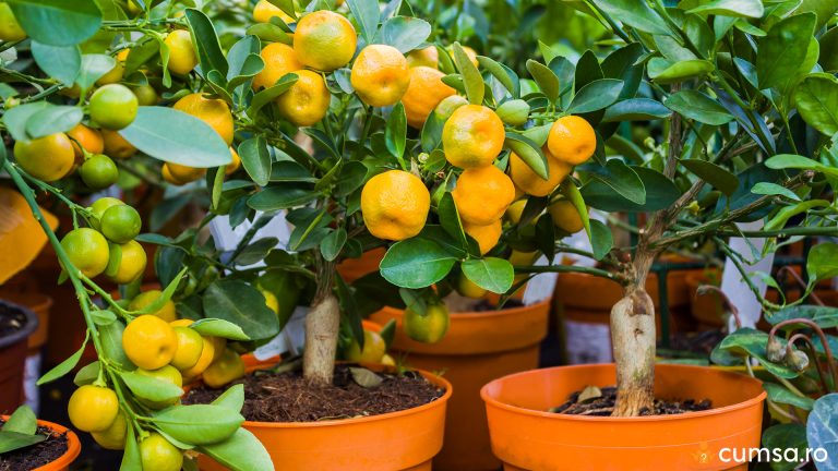 De ce cad frunzele la mandarin. Cum sa identifici cauza si ce poti face pentru a il ingriji