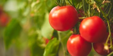 De ce nu au rod rosiile. Cum sa obtii o recolta buna de tomate