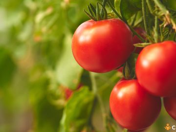 De ce nu au rod rosiile. Cum sa obtii o recolta buna de tomate