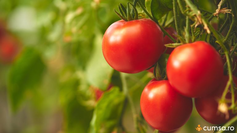 De ce nu au rod rosiile. Cum sa obtii o recolta buna de tomate