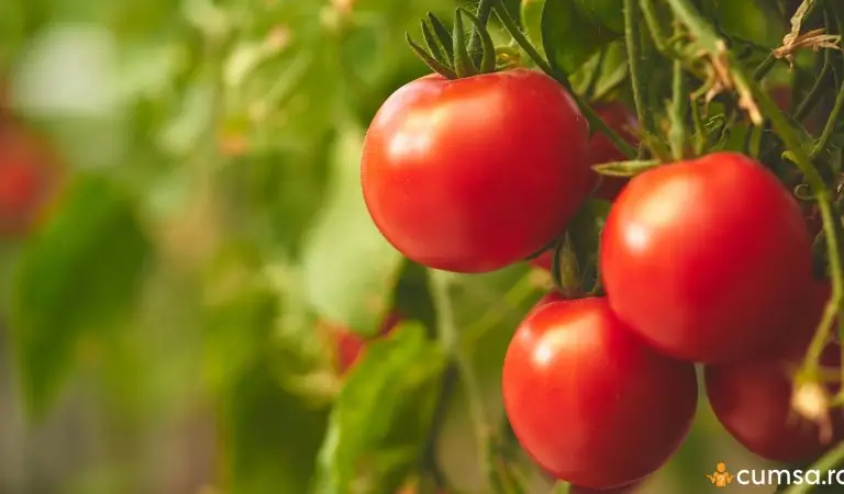 De ce nu au rod rosiile. Cum sa obtii o recolta buna de tomate