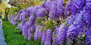 De ce nu infloreste glicina. Cum sa ajuti Wisteria sa fie plina de flori