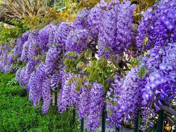 De ce nu infloreste glicina. Cum sa ajuti Wisteria sa fie plina de flori